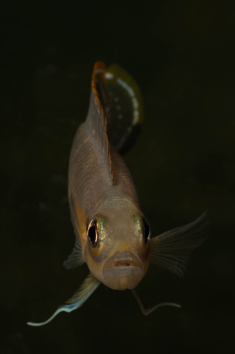 Neolamprologus brevis 'Kapampa'